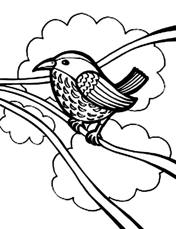 600x780 How To Draw Bird Coloring Page Color Luna