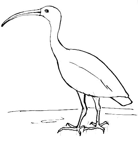 480x488 How To Draw An Ibis Bird