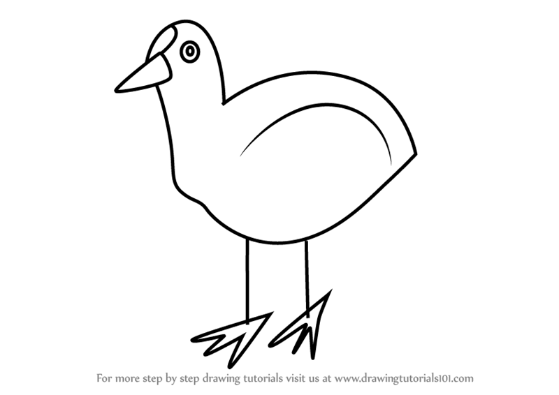 800x566 Learn How To Draw A Coot Bird For Kids (Animals For Kids) Step By