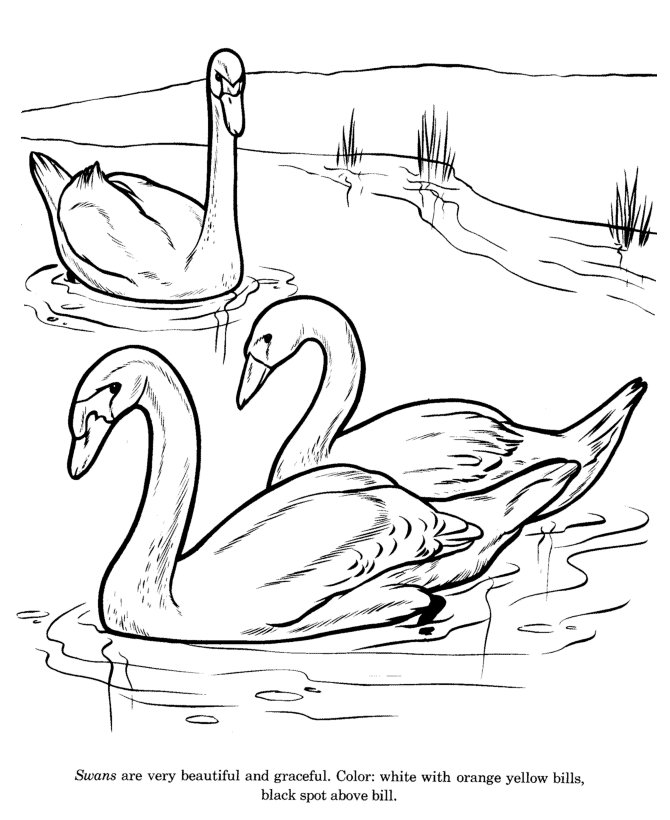 670x820 Animal Drawings Coloring Pages Swan Bird Identification Drawing