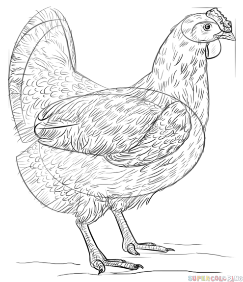 495x575 How To Draw A Chicken Step By Step Drawing Tutorials