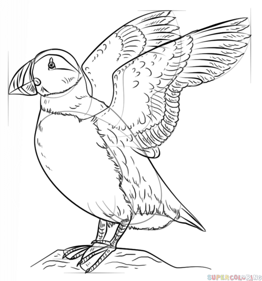 537x575 How To Draw A Puffin Step By Step Drawing Tutorials