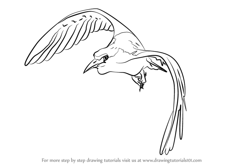 800x566 Learn How To Draw A Bird In Flight (Birds) Step By Step Drawing