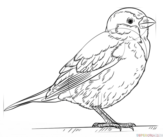 685x575 How To Draw A House Sparrow Step By Step Drawing Tutorials