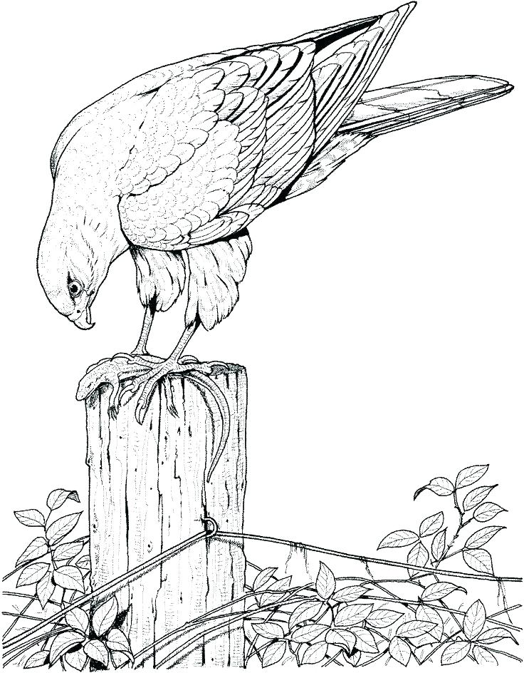 736x944 Osprey Coloring Page Joandco.co