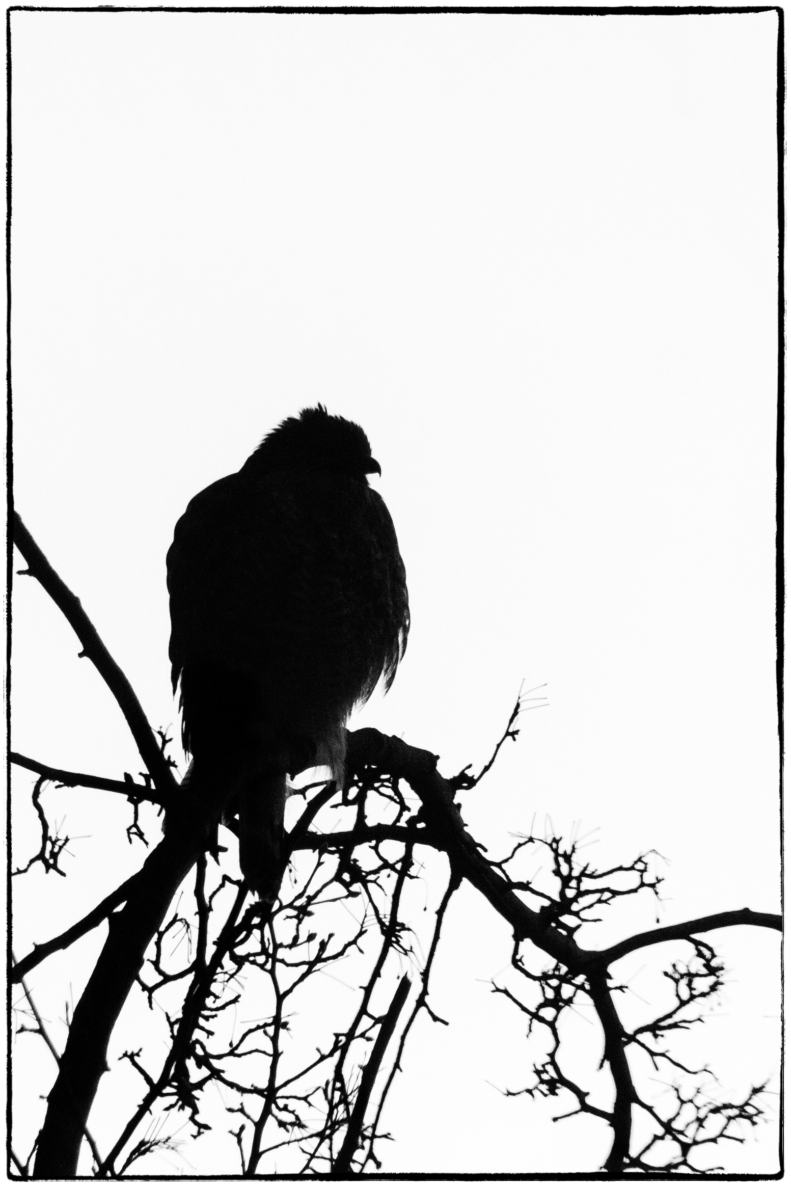 1553x2330 Bird In A Tree Photography, Images And Cameras