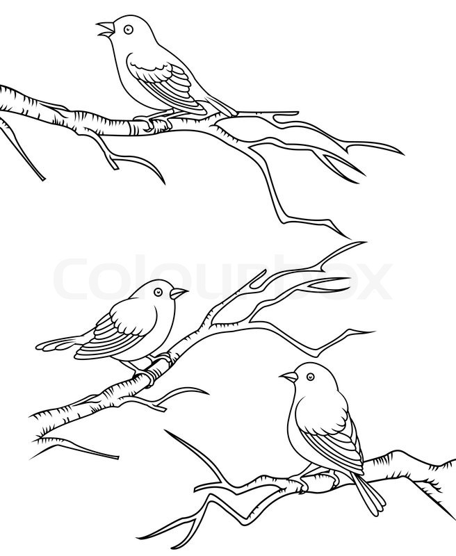 656x800 Bird Sitting On A Branch Stock Vector Colourbox