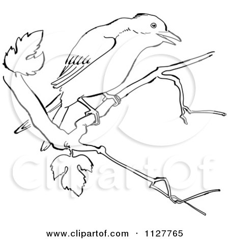 450x470 Cartoon Of A Retro Vintage Black And White Mockingbird In A Tree