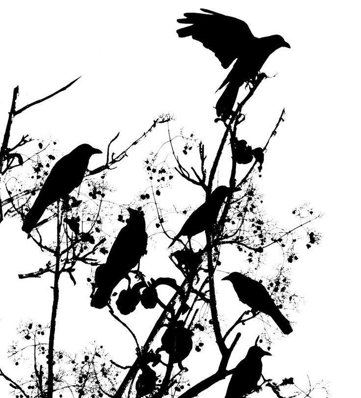736x812 Crows Ravens A Crow In A Flowering Tree. Description