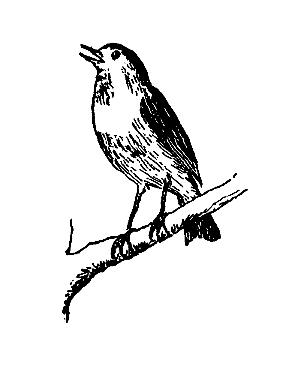 963x1220 Digital Stamp Design Digital Bird Illustration Free Downloads