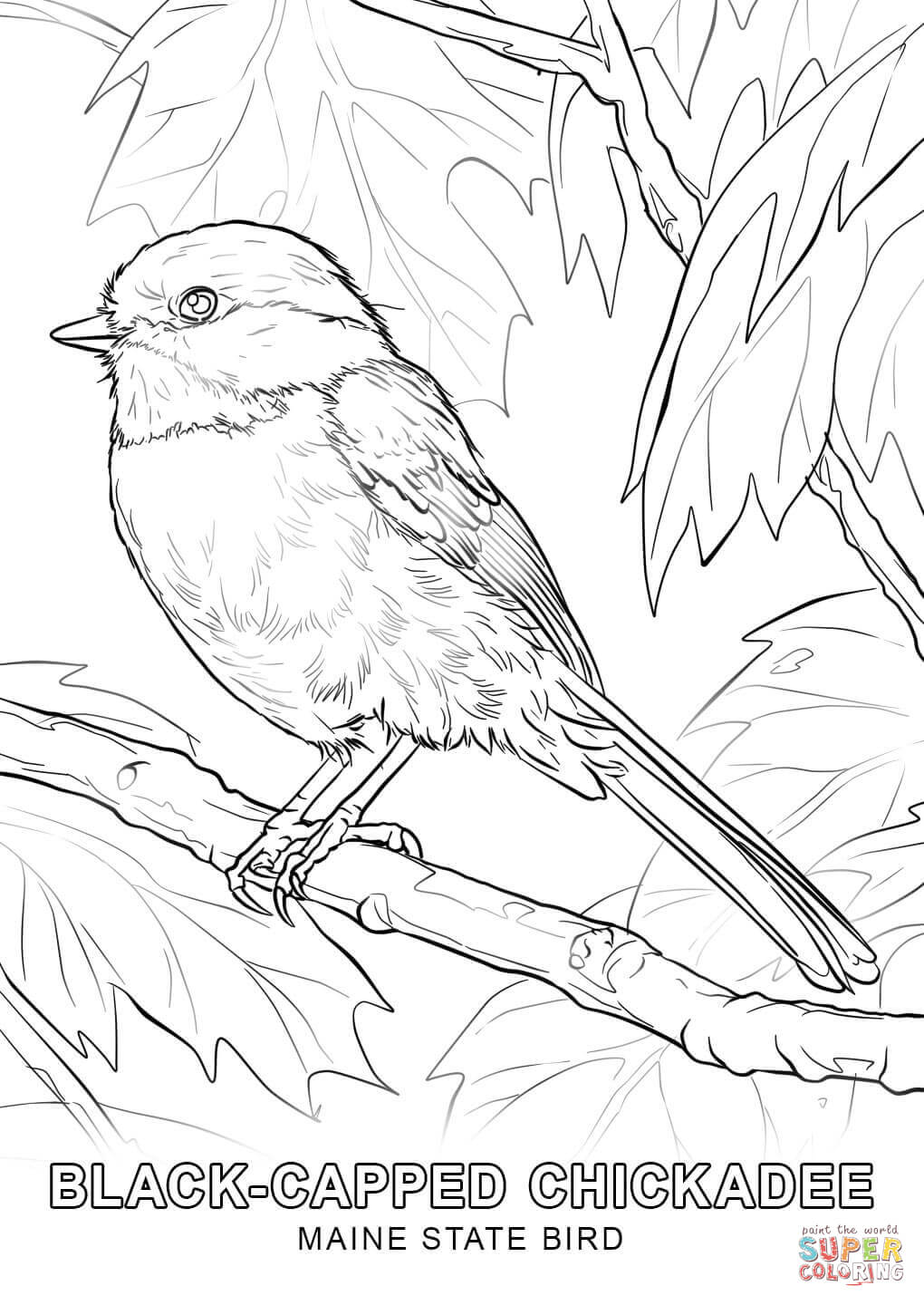 1020x1440 Maine State Bird Coloring Page Free Printable Coloring Pages