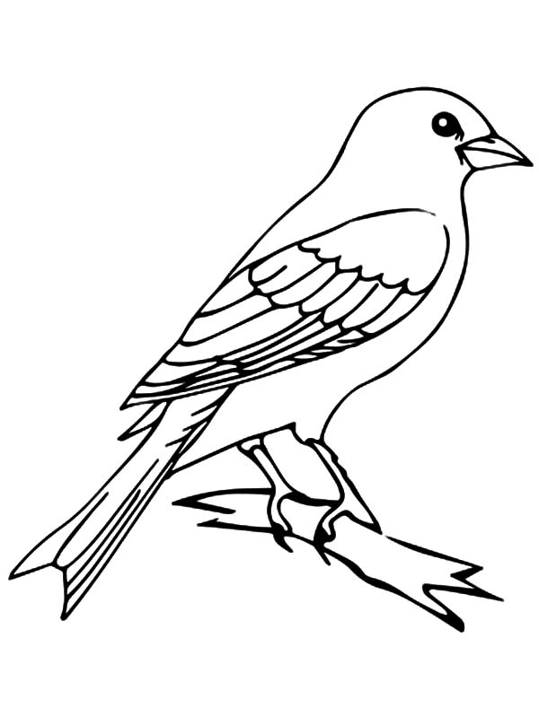 600x799 Mockingbird In A Tree Drawing