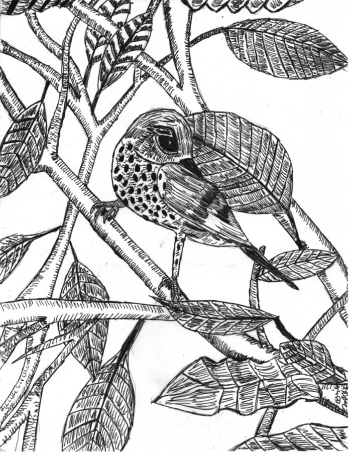 695x900 Bird In Tree Drawing By Allen Yoakum