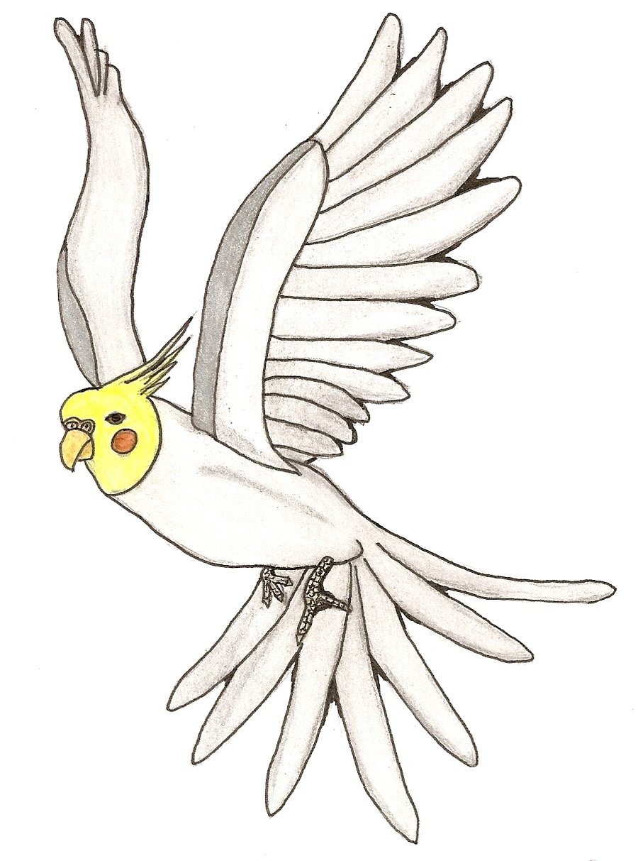 900x1213 Cockatiel In Flight By Wolfess Sanu