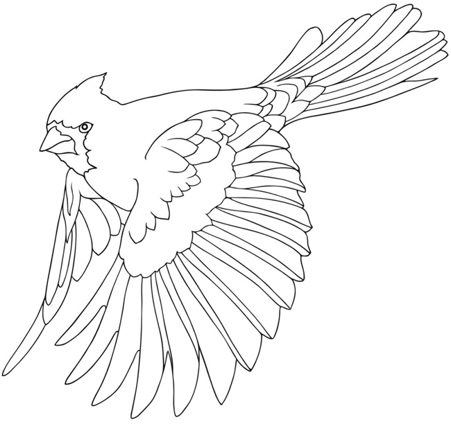 650x612 Creative Haven Birds Draw And Color Welcome To Dover Publications