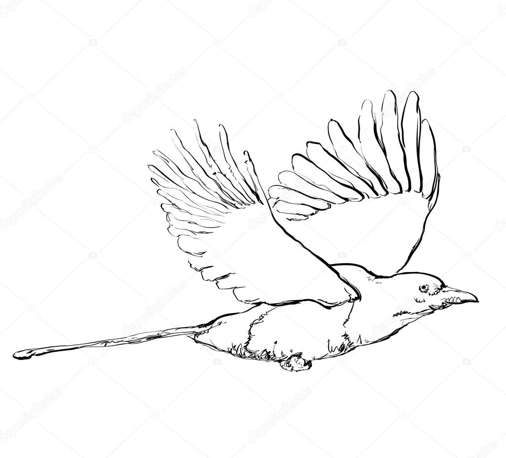 1024x926 Crow In Flight Stock Vector Yuliia25