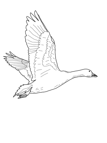 360x480 Flying Snow Goose Coloring Page Free Printable Coloring Pages