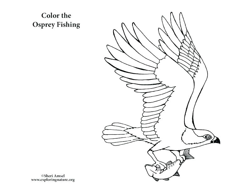 792x612 Free Coloring Pages Of Birds Coloring Pages Of Birds Realistic