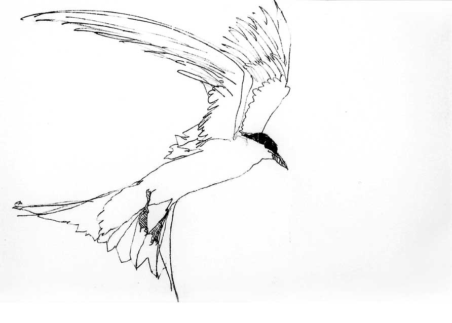 892x638 Tern Jilly Cobbe Artist