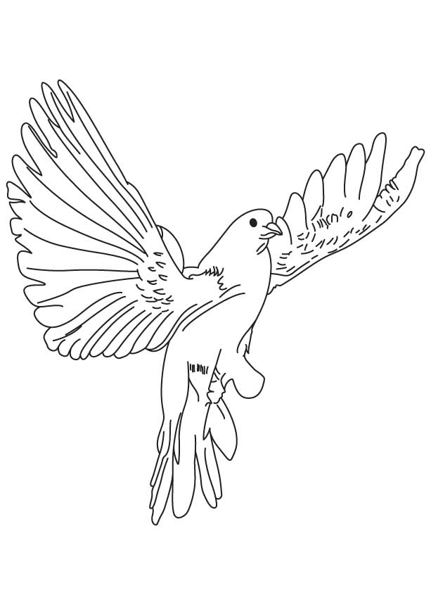 613x860 Draw A Dove. Fast Flying Dove Coloring Page. Hand Drawing A Flying