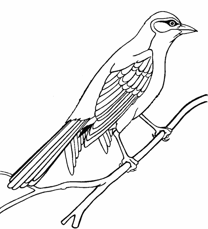 668x737 Bird Drawing Clipart