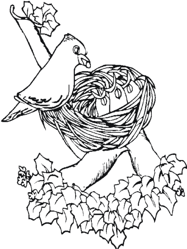 600x800 Bird On Nest Spring Animal Coloring Pages