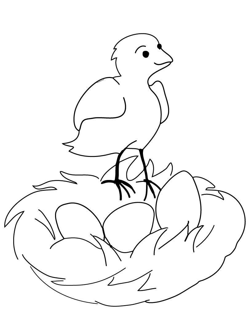 800x1035 Coloring Page Bird Nest Coloring Sheets