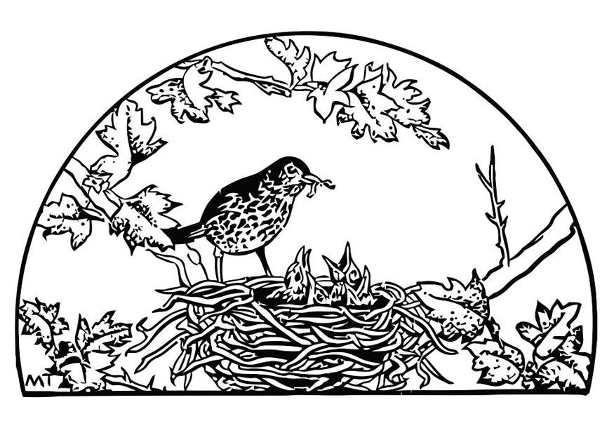 875x620 Coloring Page Bird's Nest