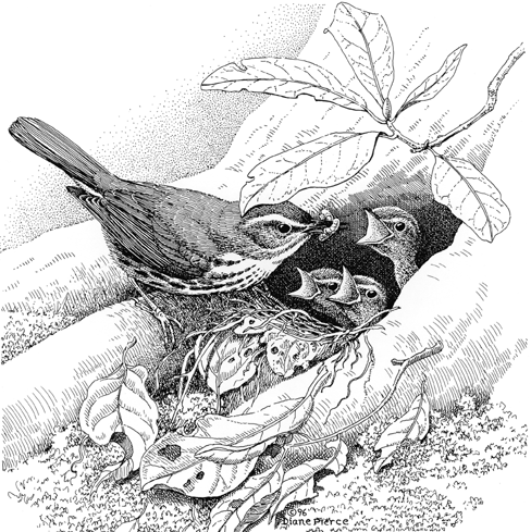 488x489 Nest Clipart Pencil Sketching