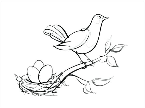 600x450 Robin Bird Coloring Pages Awesome Bird Standing On Tree Branch