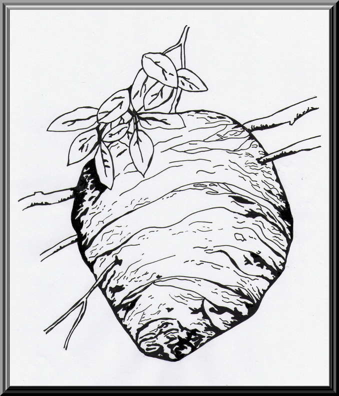 678x792 Sarah Bell Smith November 2011