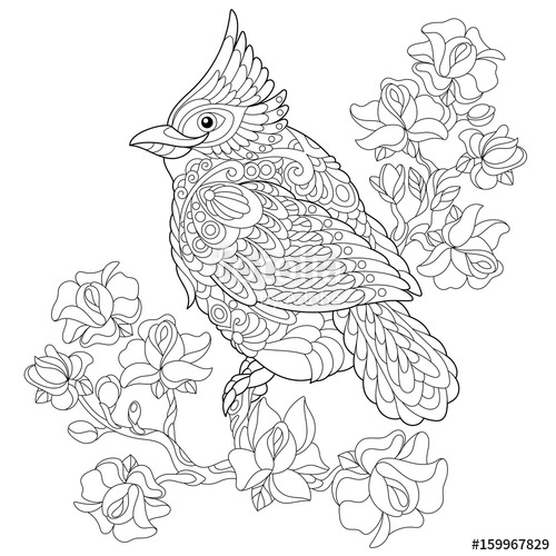 500x500 Coloring Book Page Of Northern Red Cardinal Bird Sitting On Cherry