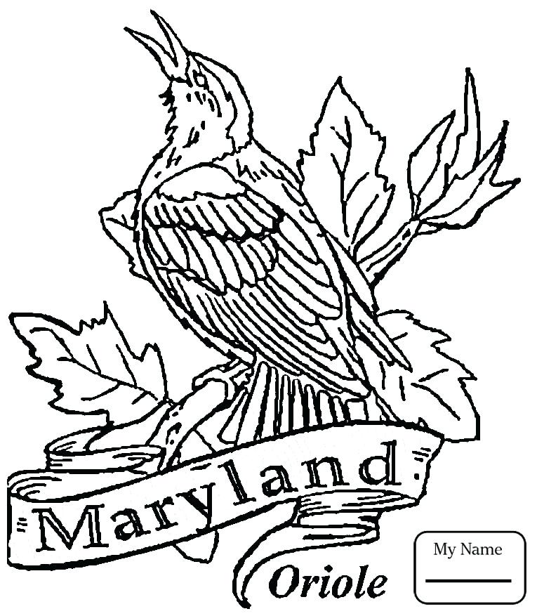 765x877 Robin Bird Coloring Pages Awesome Bird Standing On Tree Branch