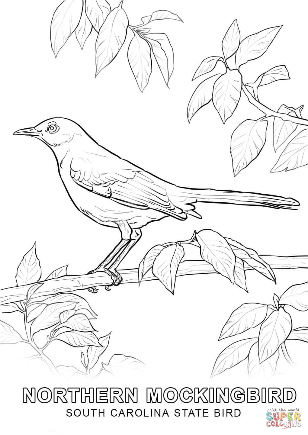 1020x1440 South Carolina State Bird Coloring Page Free Printable Coloring