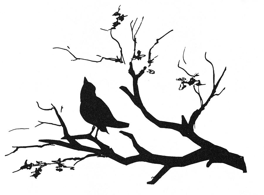 900x664 On Branch Clipart Silhouette