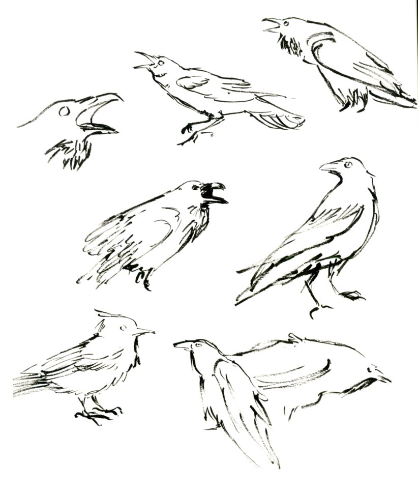 822x971 Bird Ink Studies By Speaklike A Child