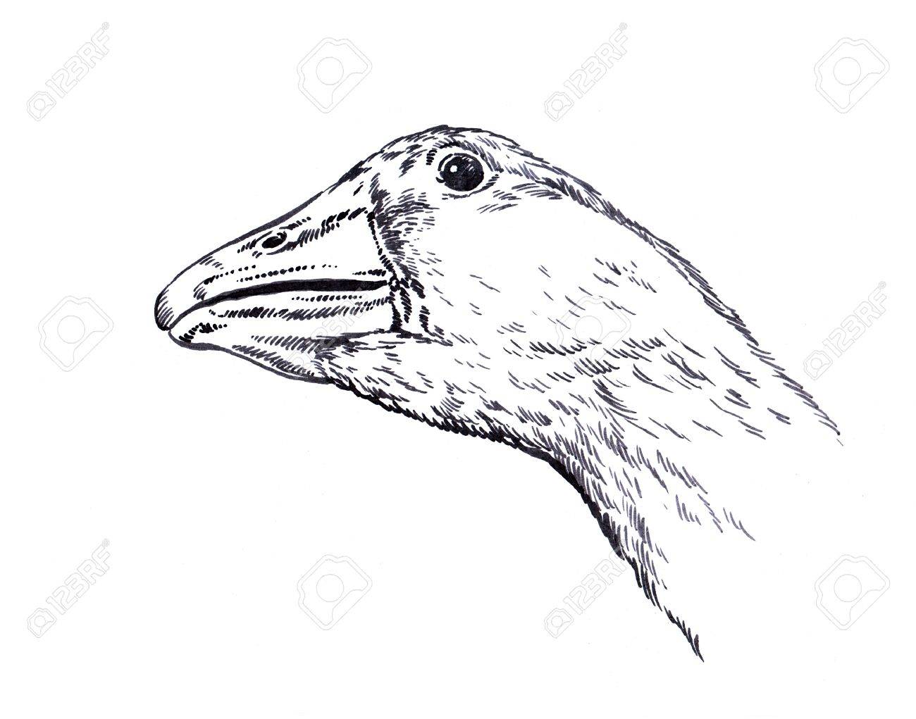 1300x1021 Black And White Engrave Ink Draw Isolated Duck Illustration Stock