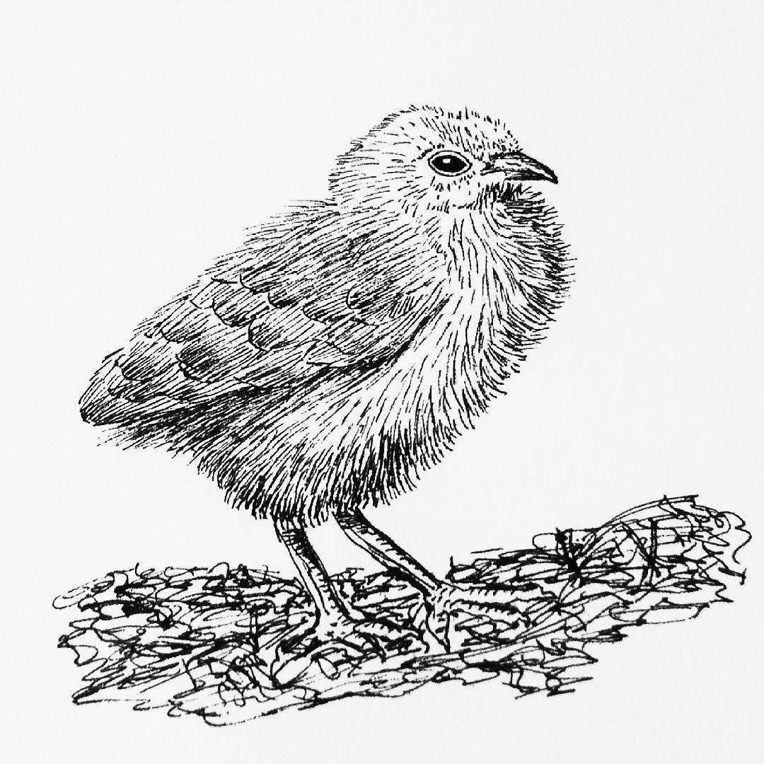 1080x1080 A Little Chick For My Daily Drawing