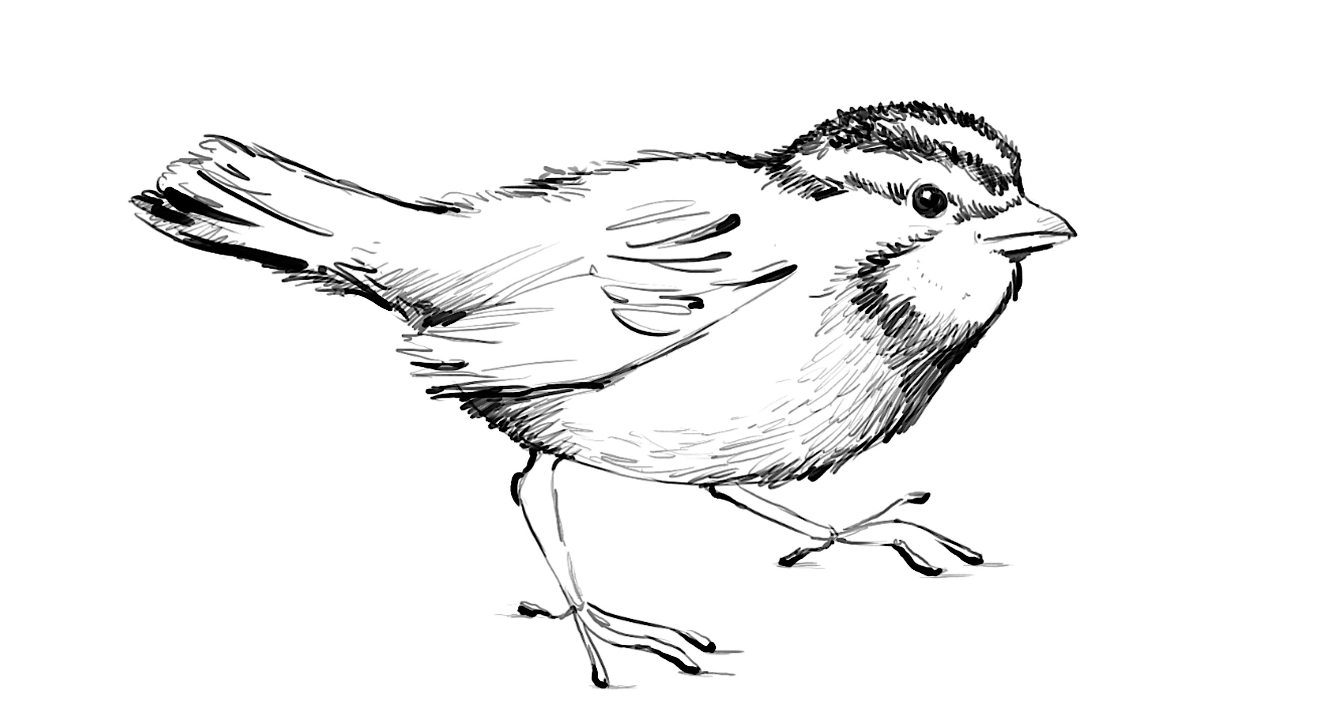 2634x1438 How To Draw A Sparrow