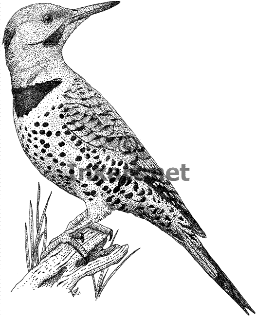 526x650 Northern Flicker Stock Art Illustration