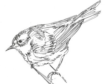 340x270 Original Bird Drawing Warbler In Pen Amp Ink 8x10