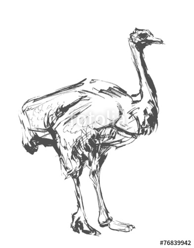 392x500 Ostrich. Ink Sketch. Stock Image And Royalty Free Vector Files