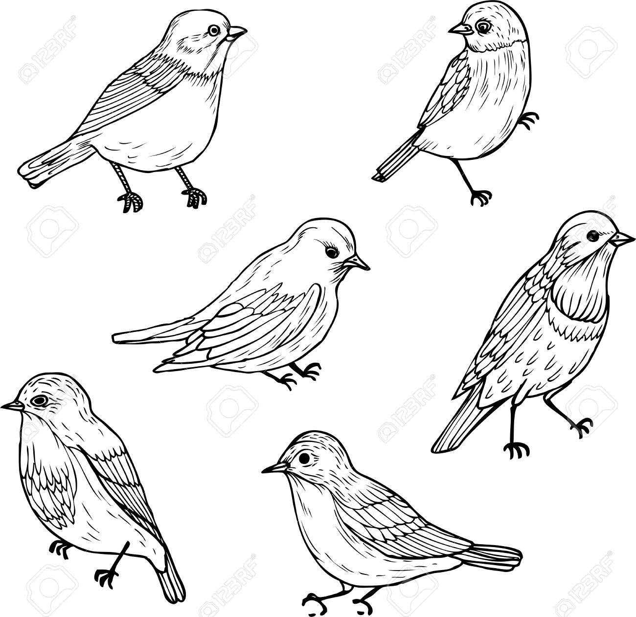 1300x1262 Set Of Linear Drawing Birds, Ink Drawing, Hand Drawn Vector