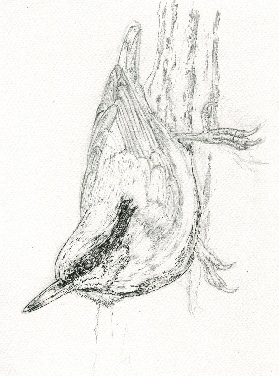 890x1200 Toad Ink On Twitter Nuthatch In Progress