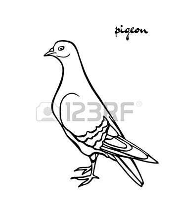 360x450 Vector Graphic Set Of Hand Drawn North America Birds Sitting