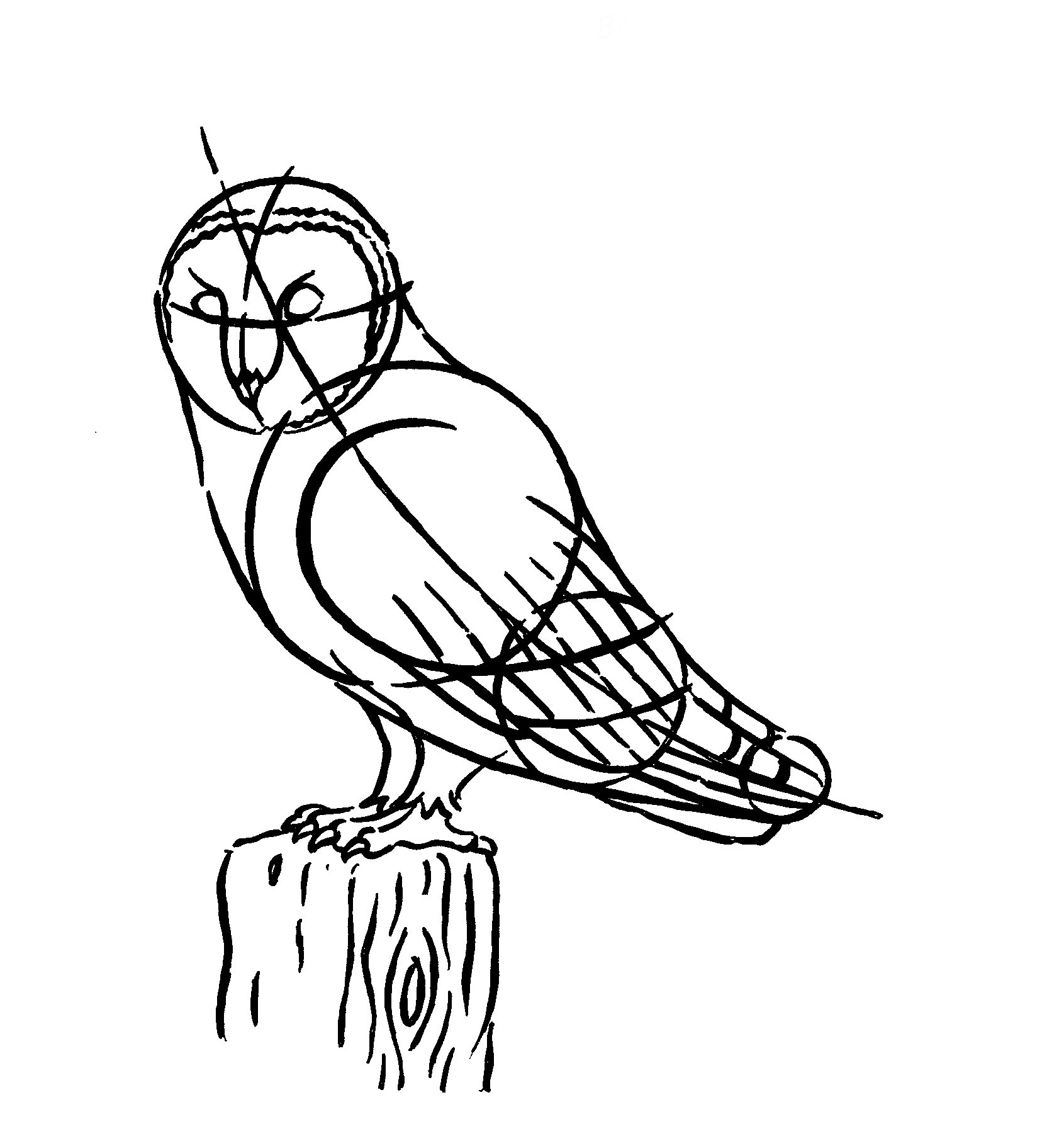 1691x1786 How To Draw A Barn Owl