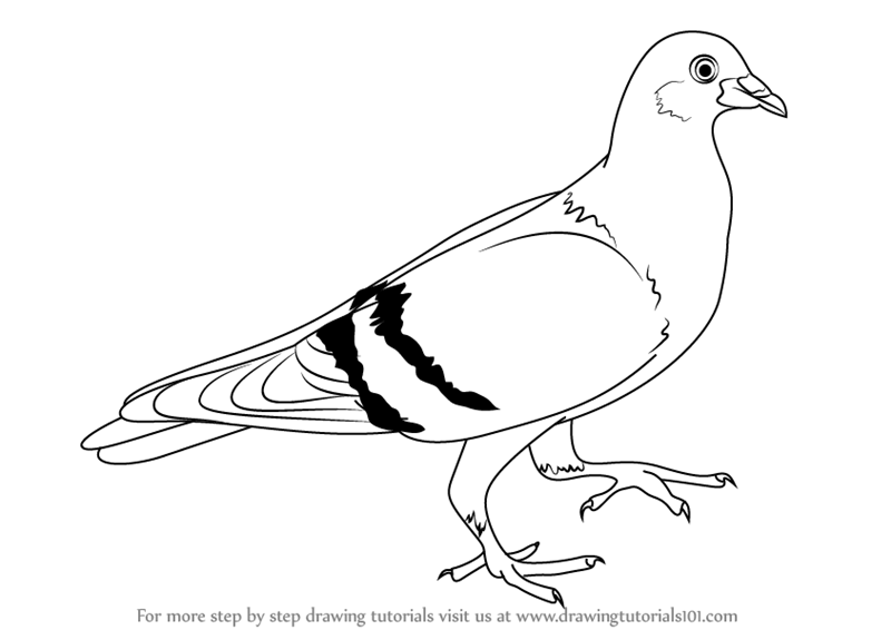 800x566 Learn How To Draw A Pigeon (Birds) Step By Step Drawing Tutorials