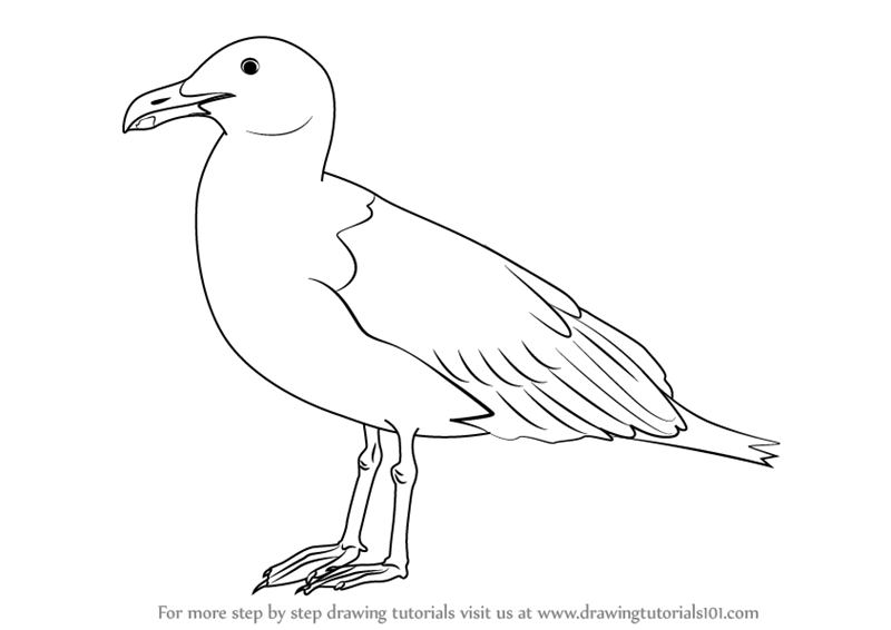 800x566 Learn How To Draw A Seagull (Birds) Step By Step Drawing Tutorials