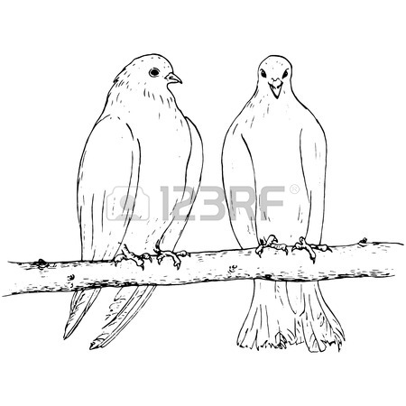 450x450 Pair Of Pigeons Sitting On The Branch, Two Doves At Tree, Ink