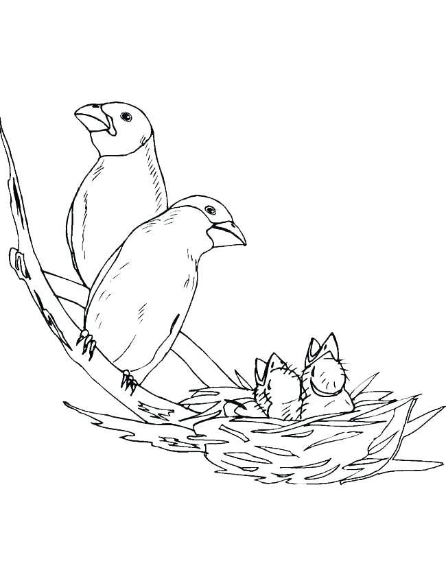 650x850 Bird Nest Coloring Sheet Page Eggs Best Collection Coloring Pages